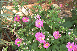 Fall In Love Sweetly Anemone (Anemone 'Fall In Love Sweetly') at Lakeshore Garden Centres