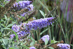Monarch Glass Slippers Butterfly Bush (Buddleia 'Glass Slippers') at Stonegate Gardens