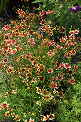 Satin & Lace Red Chiffon Tickseed (Coreopsis 'Red Chiffon') at Lakeshore Garden Centres