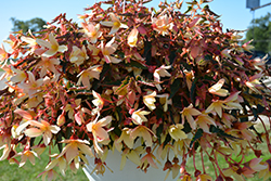 Bossa Nova Yellow Begonia (Begonia boliviensis 'Bossa Nova Yellow') at Lakeshore Garden Centres