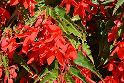 Bossa Nova Red Begonia (Begonia boliviensis 'Bossa Nova Red') at A Very Successful Garden Center
