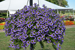 Whirlwind Blue Fan Flower (Scaevola aemula 'Whirlwind Blue') at A Very Successful Garden Center