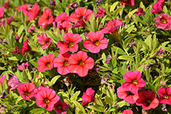 Superbells Tabletop Red Calibrachoa (Calibrachoa 'BBCAL83901') at A Very Successful Garden Center