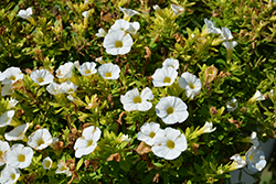 Superbells Tabletop White Calibrachoa (Calibrachoa 'INCALCOWHI') at Lakeshore Garden Centres