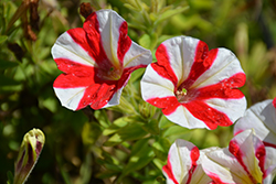 Peppy Red Petunia (Petunia 'Peppy Red') at Lakeshore Garden Centres