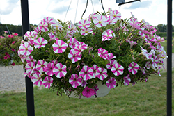 Peppy Pink Petunia (Petunia 'Peppy Pink') at A Very Successful Garden Center