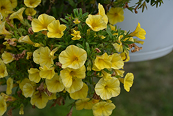 Bloomtastic Yellow Calibrachoa (Calibrachoa 'Bloomtastic Yellow') at A Very Successful Garden Center