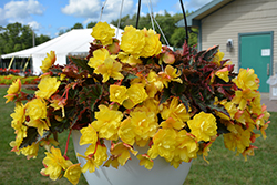 I'Conia Portofino Yellow Begonia (Begonia 'I'Conia Portofino Yellow') at Lakeshore Garden Centres