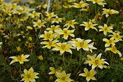 Taka Tuka Yellow Bicolor (Bidens ferulifolia 'Taka Tuka Yellow Bicolor') at Lakeshore Garden Centres