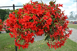 Funky Scarlet Begonia (Begonia 'Funky Scarlet') at Lakeshore Garden Centres