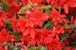 Funky Scarlet Begonia (Begonia 'Funky Scarlet') at A Very Successful Garden Center