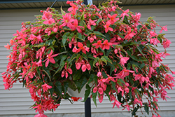 Funky Pink Begonia (Begonia 'Funky Pink') at A Very Successful Garden Center