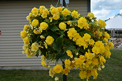 Nonstop Joy Yellow Begonia (Begonia 'Nonstop Joy Yellow') at Lakeshore Garden Centres