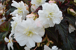 Nonstop Joy Mocca White Begonia (Begonia 'Nonstop Joy Mocca White') at A Very Successful Garden Center
