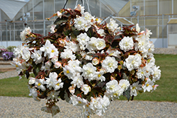 Nonstop Joy Mocca White Begonia (Begonia 'Nonstop Joy Mocca White') at A Very Successful Garden Center