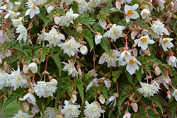 Funky White Begonia (Begonia 'Funky White') at A Very Successful Garden Center