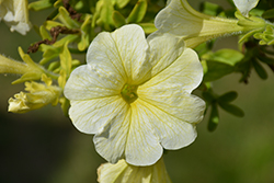 Tea Yellow Petunia (Petunia 'Tea Yellow') at A Very Successful Garden Center
