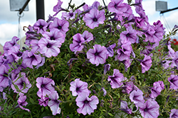 Tea Purple Vein Petunia (Petunia 'Tea Purple Vein') at Lakeshore Garden Centres