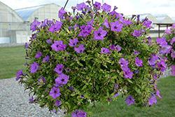 Tea Light Violet Petunia (Petunia 'Tea Light Violet') at A Very Successful Garden Center