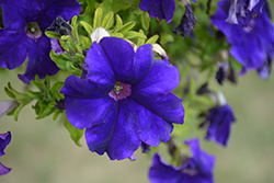 Tea Blue Petunia (Petunia 'Tea Blue') at A Very Successful Garden Center