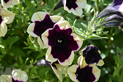 Headliner Dark Saturn Petunia (Petunia 'KLEPH18130') at A Very Successful Garden Center