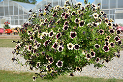 Headliner Dark Saturn Petunia (Petunia 'KLEPH18130') at A Very Successful Garden Center