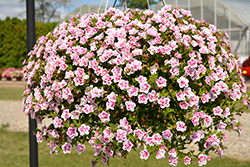 MiniFamous Uno Double PinkTastic Calibrachoa (Calibrachoa 'KLECA18085') at A Very Successful Garden Center