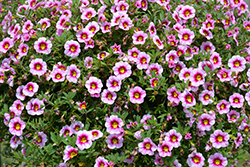 MiniFamous Neo Light Pink Plus Eye Calibrachoa (Calibrachoa 'KLECA18503') at A Very Successful Garden Center