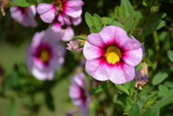 MiniFamous Neo Light Pink Plus Eye Calibrachoa (Calibrachoa 'KLECA18503') at A Very Successful Garden Center