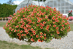 MiniFamous Neo Lava + Red Eye Calibrachoa (Calibrachoa 'KLECA18408') at A Very Successful Garden Center