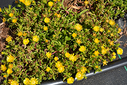 Delmara Yellow Ice Plant (Delosperma 'Delmara Yellow') at Stonegate Gardens