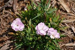 Constant Beauty Pink Pinks (Dianthus 'Constant Beauty Pink') at A Very Successful Garden Center