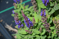 Swifty Violet Blue Meadow Sage (Salvia nemorosa 'Swifty Violet Blue') at A Very Successful Garden Center