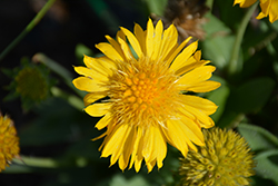 Mesa Yellow Blanket Flower (Gaillardia x grandiflora 'Mesa Yellow') at A Very Successful Garden Center