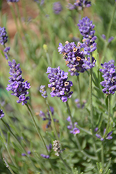 Ellagance Purple Lavender (Lavandula angustifolia 'Ellagance Purple') at Lakeshore Garden Centres