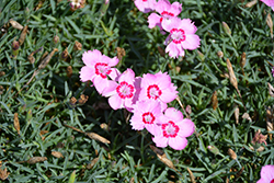 Mountain Frost Pink Twinkle Pinks (Dianthus 'KonD1060K3') at Lakeshore Garden Centres