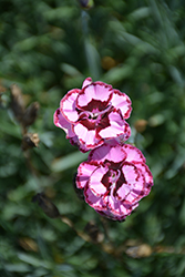 Scent From Heaven Angel Of Compassion Pinks (Dianthus 'Angel of Compassion') at A Very Successful Garden Center