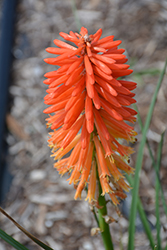 Poco Sunset Torchlily (Kniphofia 'Poco Sunset') at A Very Successful Garden Center