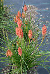 Redhot Popsicle Torchlily (Kniphofia 'Redhot Popsicle') at Lakeshore Garden Centres