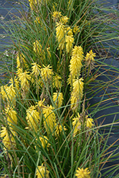 Poco Yellow Torchlily (Kniphofia 'Poco Yellow') at Lakeshore Garden Centres