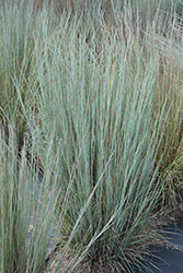 Prairie Blues Bluestem (Schizachyrium scoparium 'Prairie Blues') at Green Thumb Garden Centre
