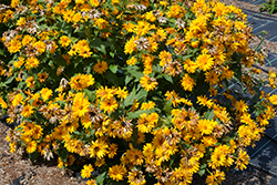 Sweet Sunshine False Sunflower (Heliopsis helianthoides 'Sweet Sunshine') at Lakeshore Garden Centres