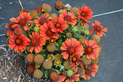 SpinTop Yellow Touch Blanket Flower (Gaillardia aristata 'SpinTop Yellow Touch') at Lakeshore Garden Centres