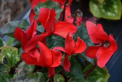 Mammoth Red Cyclamen (Cyclamen 'Mammoth Red') at A Very Successful Garden Center