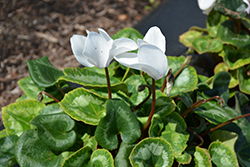 Sierra Synchro White Cyclamen (Cyclamen 'Sierra Synchro White') at A Very Successful Garden Center