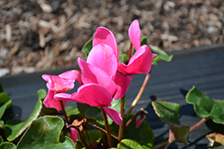 Sierra Synchro Rose Cyclamen (Cyclamen 'Sierra Synchro Rose') at Lakeshore Garden Centres
