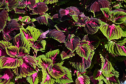 Kong Red Coleus (Solenostemon scutellarioides 'Kong Red') at The Mustard Seed