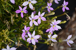 FIZZ N POP Pretty in Pink Isotoma (Isotoma axillaris 'Tmli 1401') at Lakeshore Garden Centres
