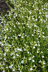 Vibe Ignition White Sage (Salvia x jamensis 'Ignition White') at Stonegate Gardens