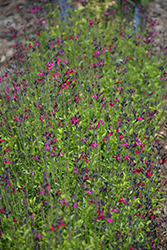 Vibe Ignition Fuchsia Sage (Salvia x jamensis 'Ignition Fuchsia') at Lakeshore Garden Centres